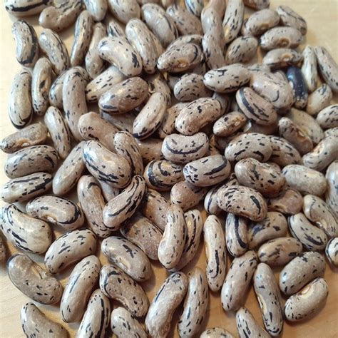 Pueblo Pole Bean Pueblo Pole Bean